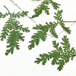 ใบสน Artemisia Pine ดอกไม้ทับ ดอกไม้แห้ง ดอกไม้ทับแห้ง