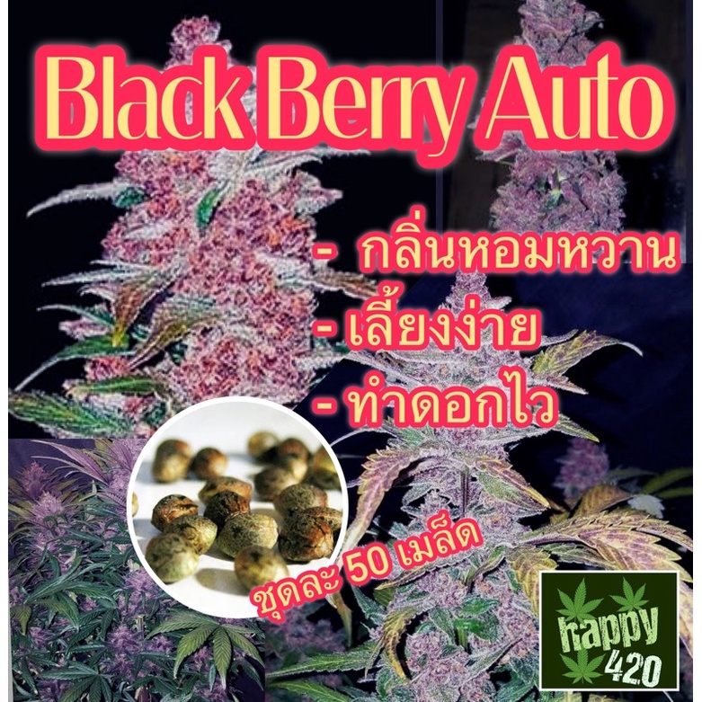 เมล็ดกัญชา Black Berry Auto (คัดเพศเมีย) 1ชุด 50 เมล็ด นำเข้า ของแท้ พร้อมปลูก มีวิธีการเพาะให้ฟรี ของแท้ พร้อมจั