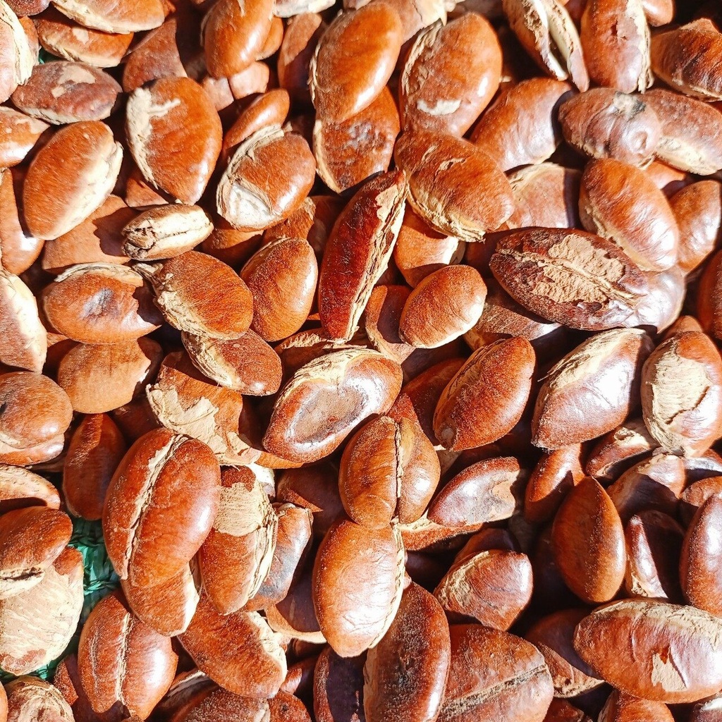 เม็ดกระบก สวยๆผ่าใหม่ๆ มีทั้งแบบคั่วและตากแห้ง - รูปที่ 2