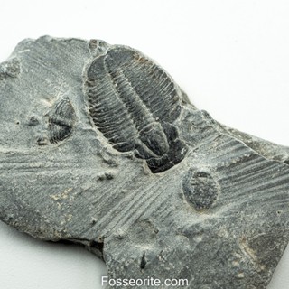 [อายุกว่า 505 ล้านปี!!!] #216 ฟอสซิล ไทรโลไบต์ Elrathia Kingi Trilobite ของแท้ ขนาดเล็ก บน Matrix จาก USA