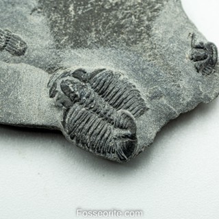 [อายุกว่า 505 ล้านปี!!!] #176 ฟอสซิล ไทรโลไบต์ Elrathia Kingi Trilobite ของแท้ ขนาดเล็ก บน Matrix จาก USA