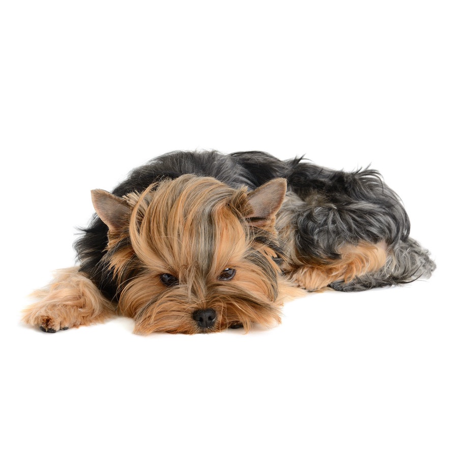 SLEEKY สลิคกี้ กอร์เม่ท์อาหารถาดสำเร็จรูป แพ็ค 6 ถาด (มีให้เลือก 7 รสชาติ) — صورة 6