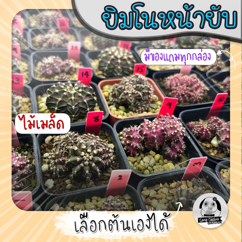 ยิมโนหน้ายับ (เลือกต้นได้) ไม้เมล็ด ลูก Trex/Tluk ( ต้นกระบองเพชร Gymnocalycium ) Set SYB ต้นแคคตัส
