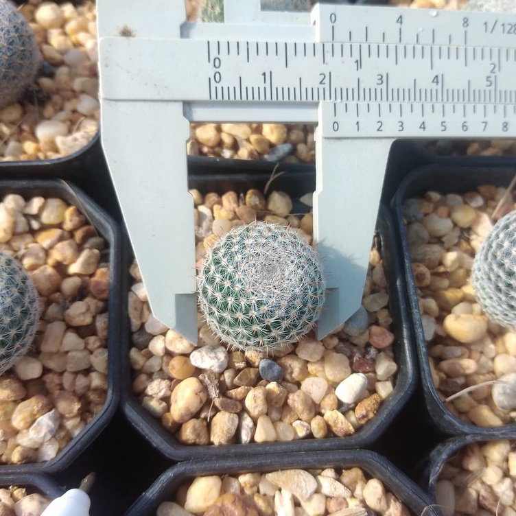 แมมนกฮูก   Mammillaria Perbella ขนาด 1.5-2 ซม. ไม้เมล็ด ต้นกระบองเพชร ต้นแคคตัส (กรุณาอ่านรายละเอียดก่อนทำการสั่งซื้อคร