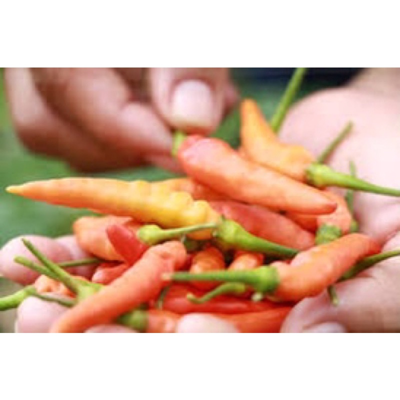 เมล็ดพันธุ์ พริกกะเหรี่ยง ยาว ( Hot Chilli Pepper Long Kariang Chilli Seed ) บรรจุ 50 เมล็ด โตไว เผ็ดร้อน พริกกระเหรี่ยง – โปรปัง