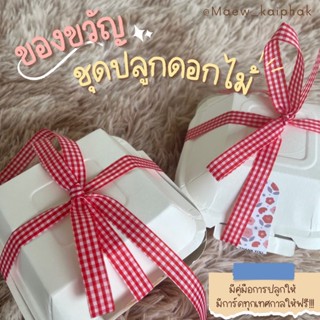 ชุดปลูกดอกไม้ ชุดของขวัญ ของขวัญ **พร้อมการ์ดอวยพร**  วันเกิด ครบรอบ แต่งงาน ขอบคุณ แสดงความยินดี ของปัจฉิม ดอกเดซี่ ดอกทานตะวัน ดอกยิปโซฟีล่า ดาวกระจาย บานชื่น ผักสลัด ชุดปลูกต้นไม้ ชุดของขวัญ ชุด ดอกไม้