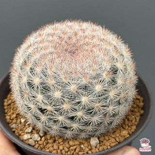 แมมแคนดิด้า Mammillaria Candida var. Rose แคคตัส กระบองเพชร cactus&amp;succulent