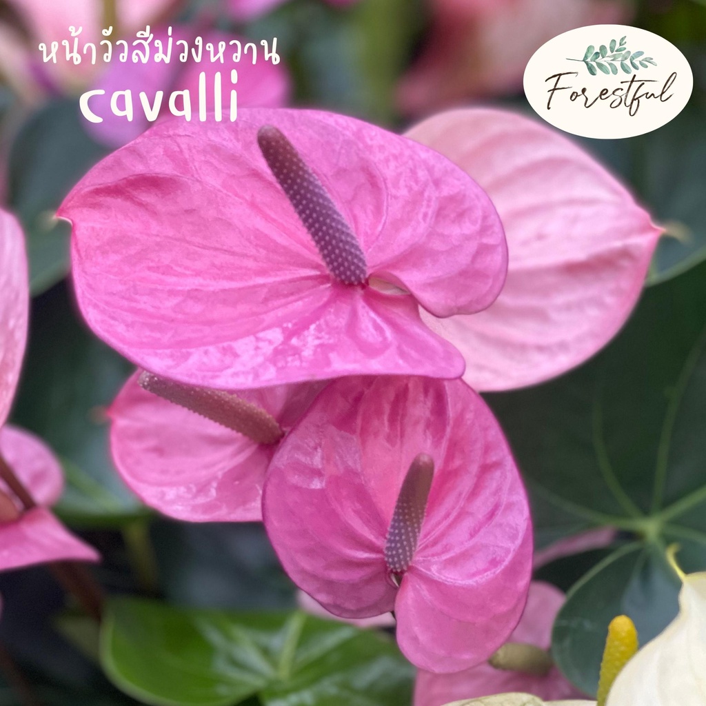 หน้าวัวสีม่วงอ่อนอมชมพูบานเย็น_Cavalli_กระถาง7นิ้ว_สินค้ามีพร้อมส่งค่ะ