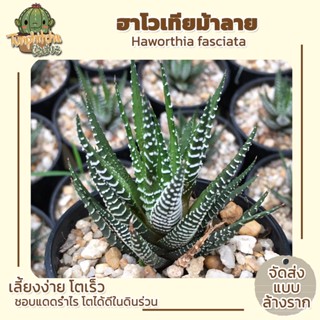 ฮาโวเทีย Haworthia ม้าลาย (ส่งแบบล้างราก)