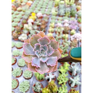 Echeveria Neon  สีม่วงพาสเทล