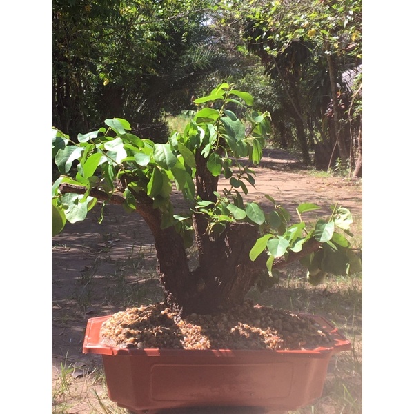 Bonsai : Diospyros Ebenum  11-12years old #BDE20000602