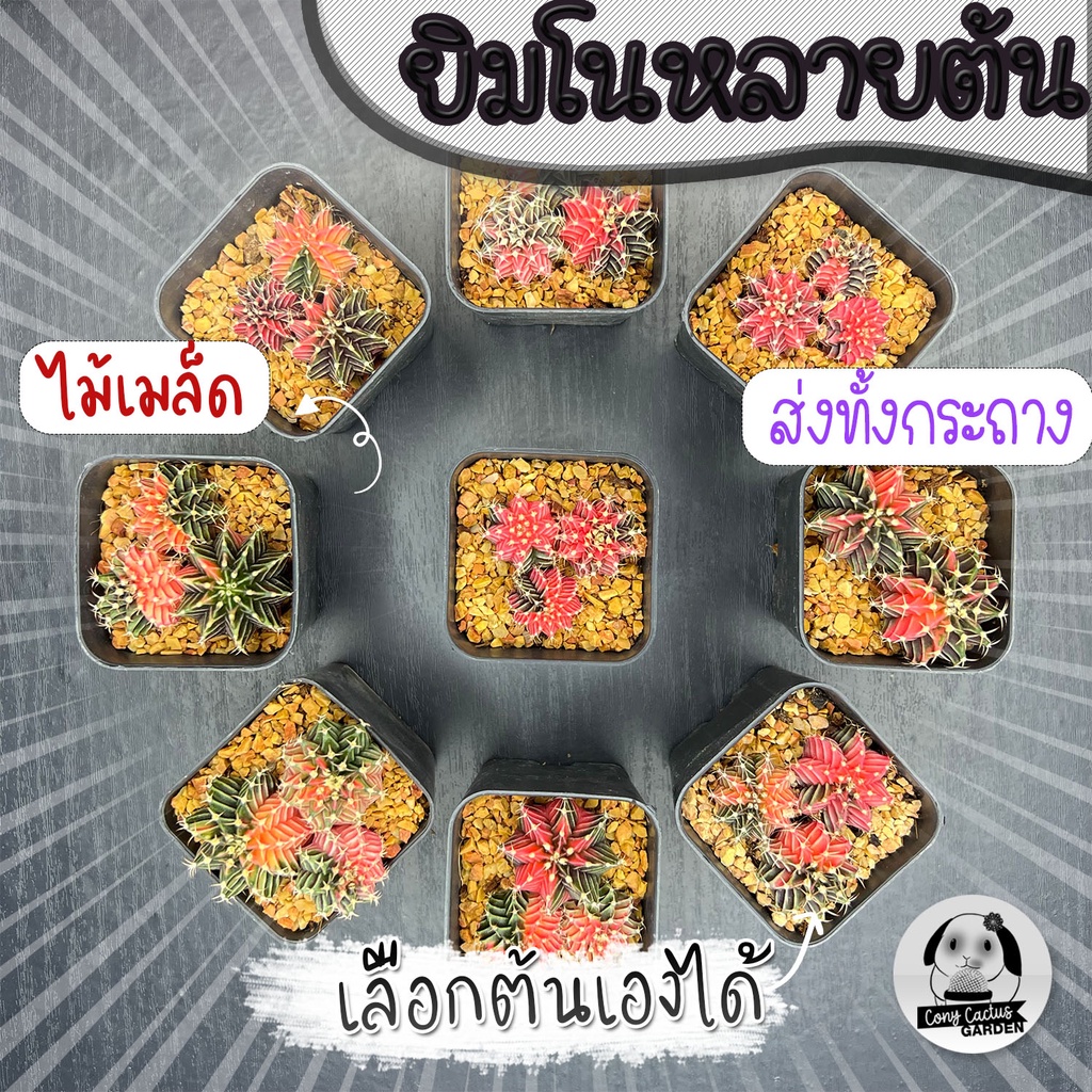 ต้นยิมโนด่างหลายต้น เลือกต้นได้ LBHBด่าง (gymnocalycium) SET SDC - กระบองเพชร ราคาถูก แคคตัส