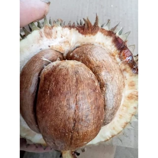 เม็ดทุเรียนนกทุเรียนป่า