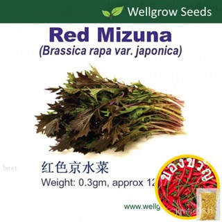 เมล็ด Red mizuna (0.3gm ประมาณ120 SDS) ไม้จันทน์ มะละกอ/ เม็ด/เสื้อ/seeds/แม่และเด็ก/มักกะโรนี/แอปเปิ้ล/สวน/ ดอกลำโพง UJ