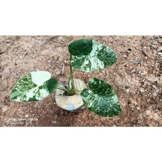 ออดิบด่างขาววากิว (Leucocasia gigantea white color variegated)