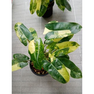 ฟิโลเบิล​มาร์ค​ ##กระถาง6-8​นิ้ว​# ลายชัด#Philodendron​ burle  Marx variegated