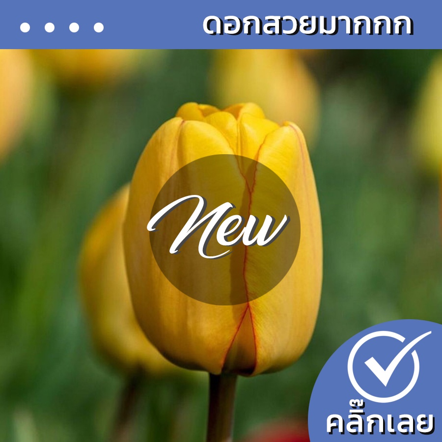 พร้อมส่ง หัวทิวลิป Golden Jubilee ดอกสีเหลืองทอง Wanthai ขายหัวลิลลี่ ว่านสี่ทิศ ดอกทิวลิปปลูก