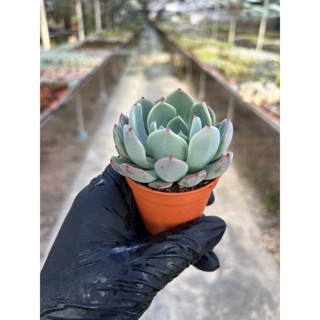 Echeveria  Orientel Cherry