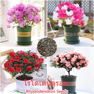 เก็บเงินปลายทาง COD 50 แคปซูลต่อแพ็ค Rhododendron Flower Seeds เมล็ดพันธุ์ ต้นไม้ประดับ เมล็ดดอกไม้ ต้นไม้ ไม้ประดับ