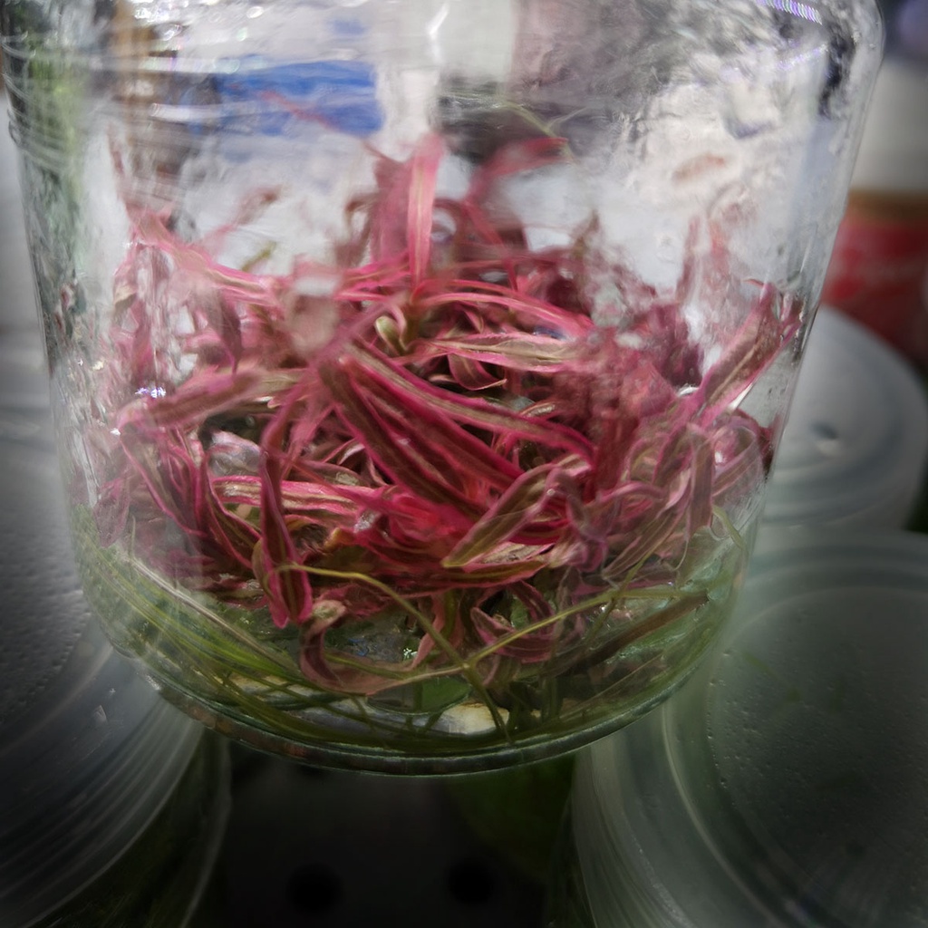 Hygrophila Pink Lady (Hygrophila sp.Chai) (เนื้อเยื่อ) ต้นไม้น้ำ