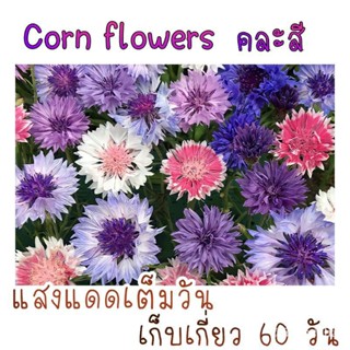 คุณภาพสูง เมล็ด/30 เมล็ด ดอกไม้กินได้ Cornflower คละสี เมล็ดผัก ผักอบกรอบ เมล็ดพันธุ์/ขายดี พันธุ์ อินทรีย์ YL7L