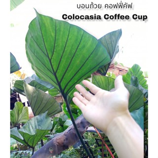 บอนถ้วย คอฟฟี่คัฟColocasia Cuffeecups