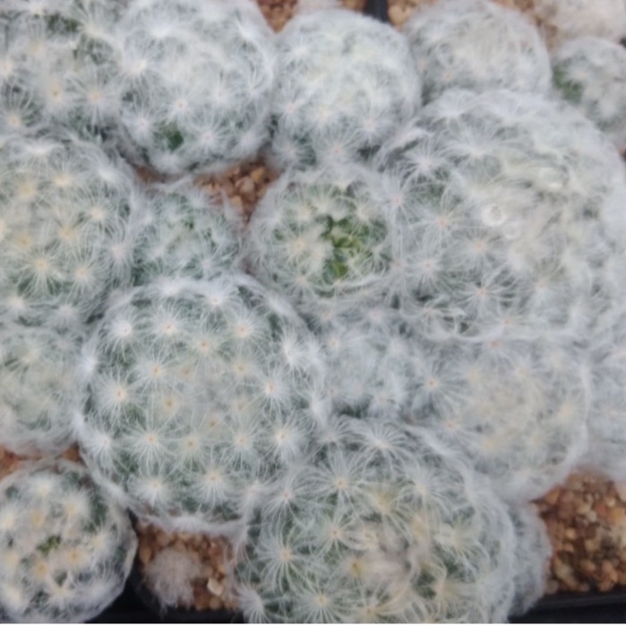 แมมขนนกขาว mammillaria plumosaขนาด 3-4 ซม. ไม้เมล็ด ต้นแคคตัส ต้นกระบองเพชร(กรุณาอ่านรายละเอียดก่อนทำการสั่งซื้อครับ)