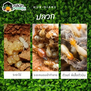 🥬 พาราดอน (ไซเปอร์เมทริน) บรรจุ 500กรัม ยาเบื่อปู กำจัดแมลง มด ปลวก แมลงคลาน กิ้งกือ ตะขาบ งู ปลาไหล สัตว์เลื้อยคลาน