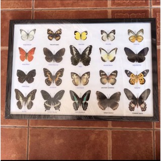 ผีเสื้อสต๊าฟ กรอบอะคริลิค Real Butterfly Frame กรอบรูปผีเสื้อจริง 20 ตัว เพื่อการเรียนรู้ ของสะสม