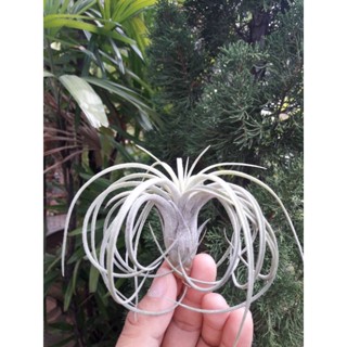 [ขายหน่อ] Tillandsia ionantha x paucifolia ทิลแลนด์เซีย สับปะรดอากาศ airplant