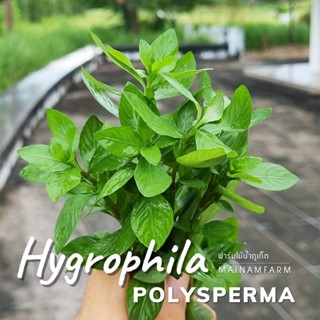 ขาไก่เขียว - HYGROPHILA POLYSPERMA ต้นไม้น้ำ