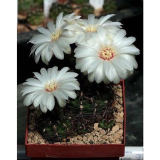 ยิมโนเมโสโปเตเมีย Gymnocalycium Mesopotamicum กระถาง 2 นิ้ว