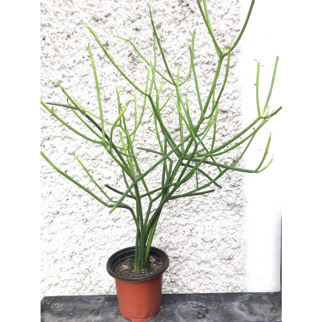 ต้นพญาไร้ใบ สมุนไพร ไม้ฟอกอากาศ Euphorbia Pencil Cactus ว่านพญาไร้ใบ ต้นไม้ประดับแบบมินิมอล ต้นไม้มงคล