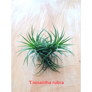 Tillandsia ionantha rubra ชุดละ 8 กอ