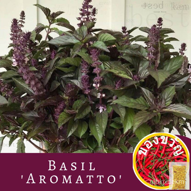 Basil Aromatin Ocimilicum Herb Seeds300pc Gxl5 มักกะโรนี/สวน/ผักชี/หมวก/เสื้อ/ ประวัติรองเท้า Converse ไม่อยาก/แอปเปิ้ล/