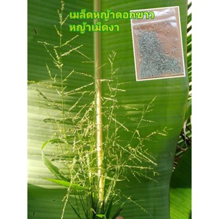 เมล็หหญ้าดอกขาว/หญ้ายางคง/หญ้าเม็ดงา10บาทบรรจุ1000เมล็ด++