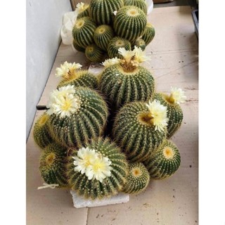 🌵..Notocactus leninghausii🌵..  #กระบองทองกอใหญ่ไซส์ยักษ์ 🍀🍀