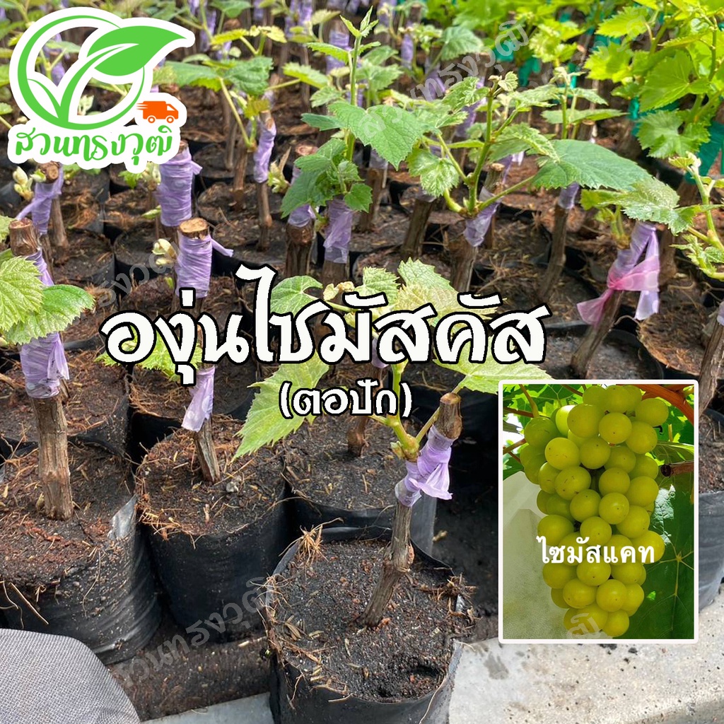 องุ่นไซมัสคัส ไร้เมล็ด (กิ่งตอปักติดตา) แท้ % ซื้อ5กิ่งแถมฟรี1ต้น
