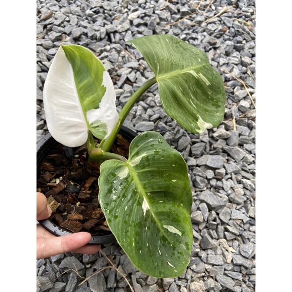 philodendron white wizard 💚💚