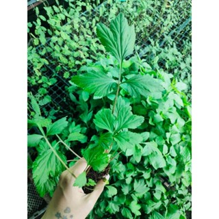 จิงจูฉ่าย หรือ White Mugwort เป็นสมุนไพรจีน มีลักษณะคล้ายกับขึ้นฉ่ายฝรั่ง ใช้ทำต้มเลือดหมู พร้อมปลูกกล้า19 บาท