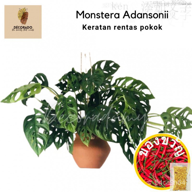 Monstera adansonii sanit/เเรงเล็ก /คิด/ เอ็ป/ เซล็ตต์/กุหลาบ/ 3DC5