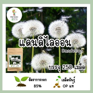 เมล็ดพันธุ์แดนดิไลออน Dandelion บรรจุ250เมล็ด อัตราการงอกสูง