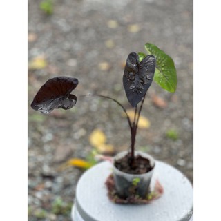 ผลิตภัณฑ์ใหม่ เมล็ดพันธุ์ สปอตสินค้า❤โคโลคาเซีย แบล็คโครอล  Colocasia Blackoralเมล็ดอวบอ้วน 100% รอคอยที่จะให้ความ/เมล็