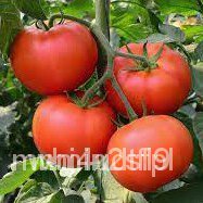 （คุณภาพสูง เมล็ด）15 Asian Star Tomato Local tomatoes seeds (fr SG)SunflowerManilaMarigoldCosm/ง่าย ป