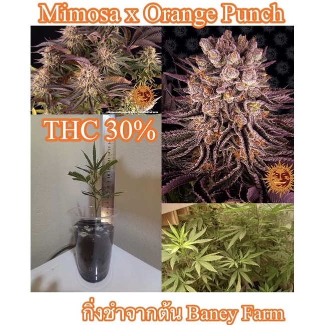 กิ่งชำ กัญชา Mimosa x Orange Punch ค่าย Barneys Farm