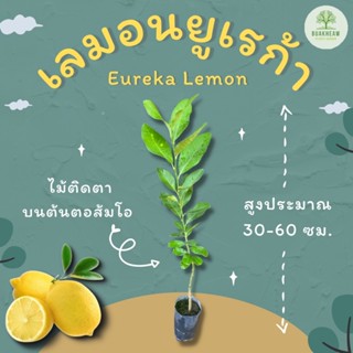 ต้นพันธุ์เลมอนยูเรก้า Eureka Lemon