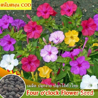 ผลิตภัณฑ์ใหม่ เมล็ดพันธุ์ 2022ปลูกง่าย Mixed Colors Four Oclock Flower Seed for Planting (35-40 PCS) Bonsai Flo/ขายด O6