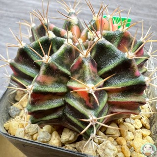 (G8) ต้นยิมโนด่าง คัดพิเศษ ไม้เมล็ด - (gymnocalycium) - แคคตัส/ง่าย ปลูก สวนครัว เมล็ด/ขายดี NIGV