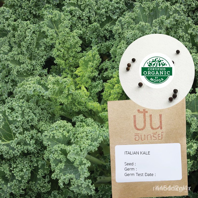 ผลิตภัณฑ์ใหม่ เมล็ดพันธุ์ เมล็ด​พันธุ์​ อิตาเลี่ยนเคล Italian Kale (Organic Seed) Superfood ผักเคล คะน้าใบหยิก ราช/เมล็