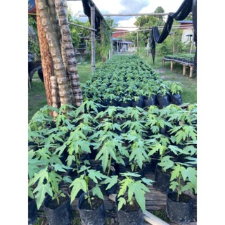 ต้นมะละกอแขกนวลดำเนิน เพาะเมล็ด🌱สูงประมาณ10-15ซม.